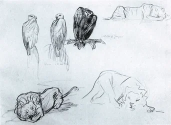 Pygargue et lions